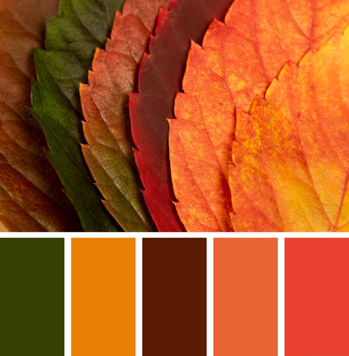 A warm, autumnal colour palette to set off your seasonal print marketing